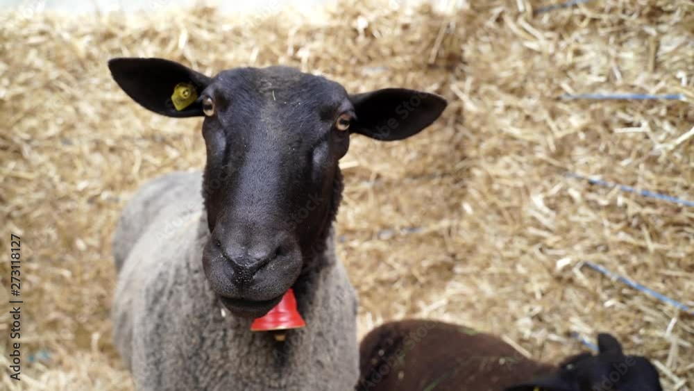 Black sheep eating on a farm, 4k Black sheep eating on a farm, 4k