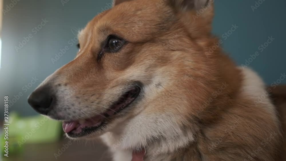 Corgi looks around in minimalistic apartment. Corgi looks around in minimalistic apartment.