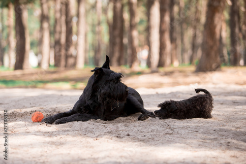 Dogs of breed Miniature Schnauzer and Black Russian Terrier in the summer forest
