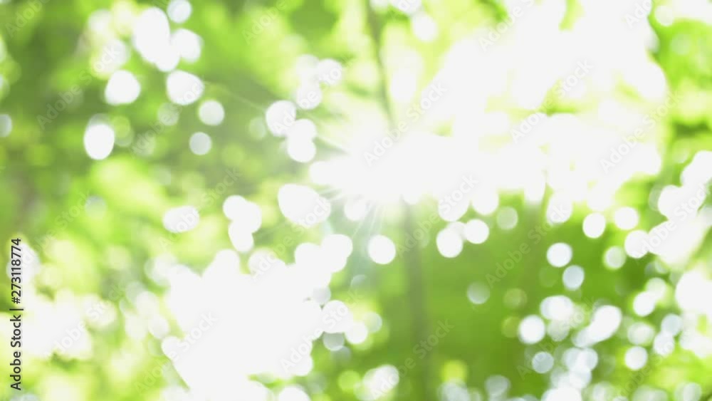Blurred beautiful green nature background, Sunshine through green leaves and blowing by the wind. Blurred beautiful green nature background, Sunshine through green leaves and blowing by the wind.
