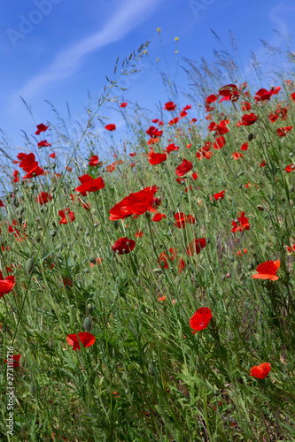 Poppy. Poppies flowers