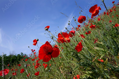 Poppy. Poppies flowers