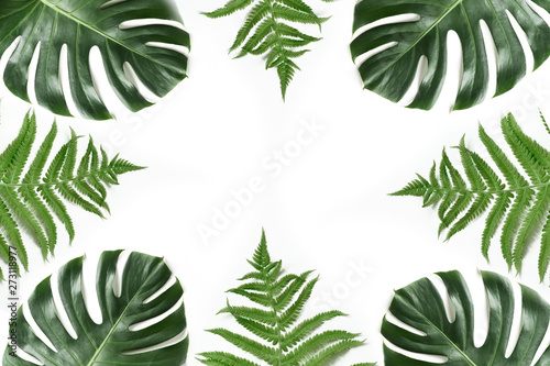 Monstera and fern foliage as border on white. Isolated with copy space. Summer frame for design. Flat lay. Top view.