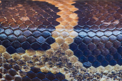 Boa scales close up, background and texture