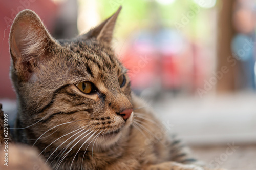A cat is laying on the ground beside photo