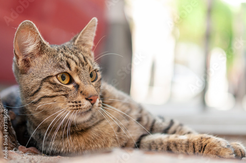 A cat is laying on the ground beside photo