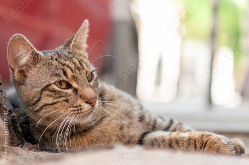 A cat is laying on the ground beside photo
