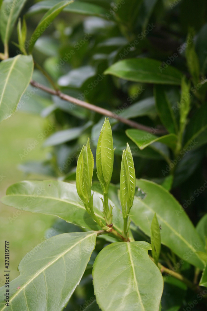 Fresh green leaves of Cherry laurel hedge growing in springtime. Prunus laurocerasus hedge with new leaves Fresh green leaves of Cherry laurel hedge growing in springtime. Prunus laurocerasus hedge with new leaves