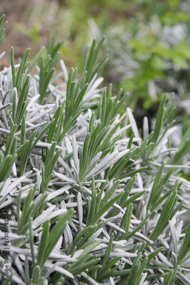 Young fresh green leaves of lavender plant in sprigtime. Lavandula Young fresh green leaves of lavender plant in sprigtime. Lavandula