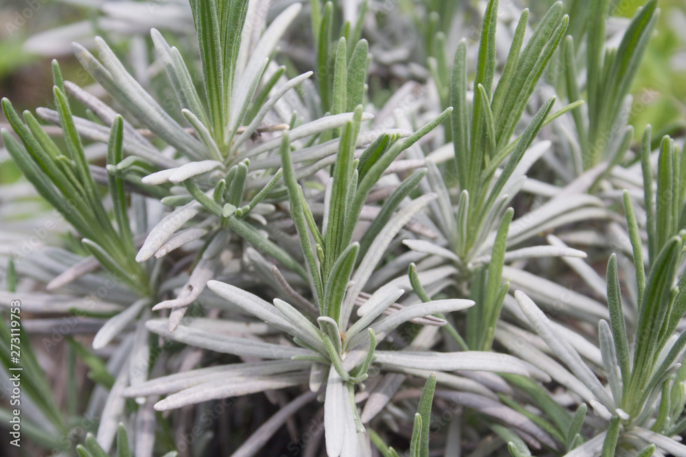 Young fresh green leaves of lavender plant in sprigtime. Lavandula Young fresh green leaves of lavender plant in sprigtime. Lavandula