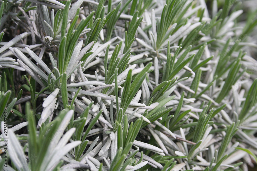 Young fresh green leaves of lavender plant in sprigtime. Lavandula
