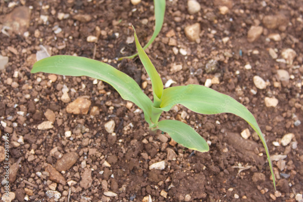 Fototapeta premium Young corn plant growing in the field in springtime