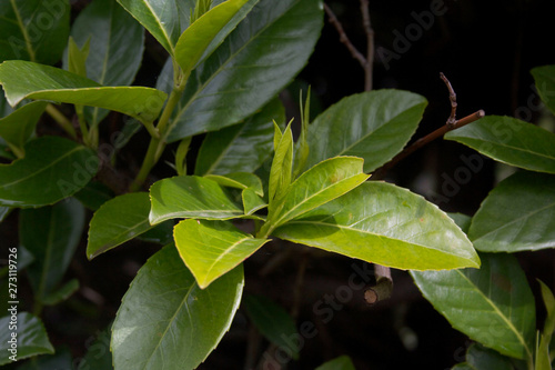 Fresh green leaves of Cherry laurel hedge growing in springtime. Prunus laurocerasus hedge with new leaves