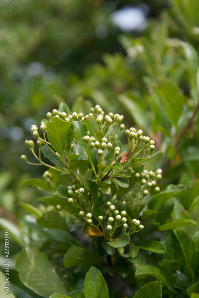 Pyracantha branch with fresh white blossoms in springtime. Pyracantha branch with fresh white blossoms in springtime.