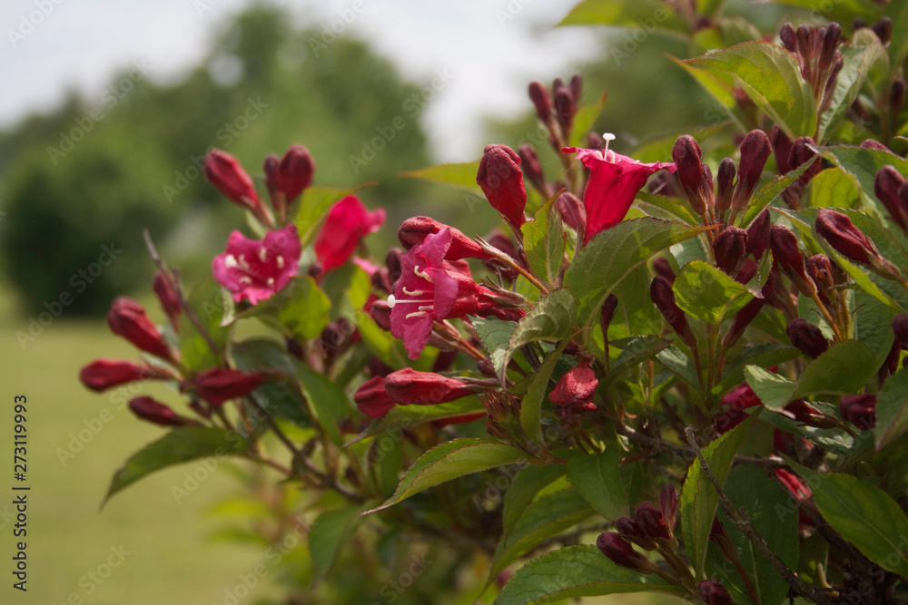 Weigelia bush in bloom in early summer. Beautiful pink flowers of Weigelia in the garden Weigelia bush in bloom in early summer. Beautiful pink flowers of Weigelia in the garden