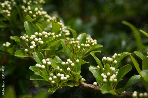 Pyracantha branch with fresh white blossoms in springtime. © saratm