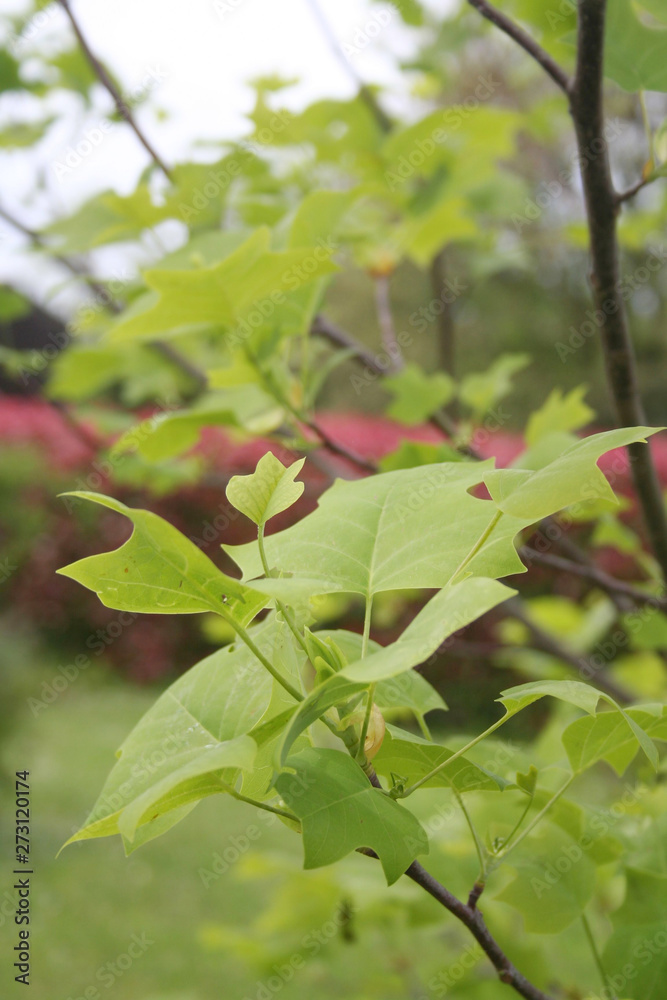 Young fresh leaves of Tulip tree growing on branch. Liriodendron tulipifera in springtime Young fresh leaves of Tulip tree growing on branch. Liriodendron tulipifera in springtime