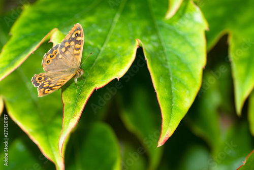 Butterfly sitting on the green leave. Beautiful butterfly. Insect in the natural habitat. © jordi