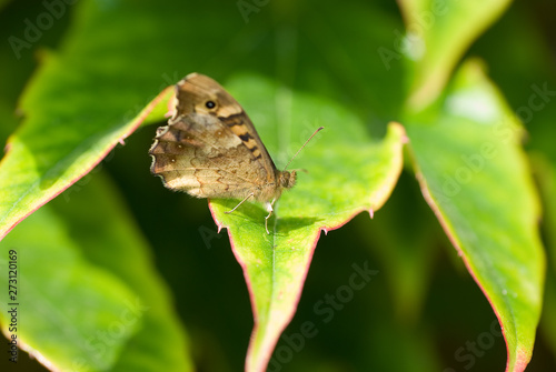 Butterfly sitting on the green leave. Beautiful butterfly. Insect in the natural habitat.