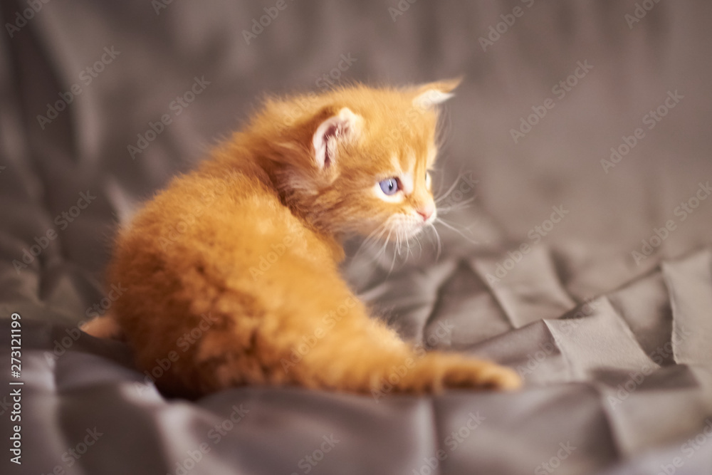 Red cute kitten Maine Coon,looks to the side, on a gray background