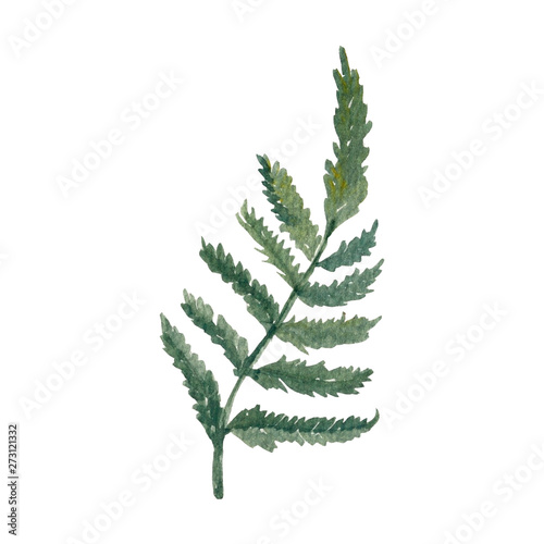 Watercolor illustration of a sprig of forest fern. Hand drawn isolated on a white background.