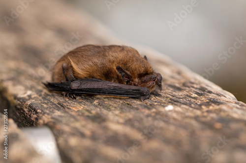Foto The Soprano pipistrelle (Pipistrellus pygmaeus) playing dead for proection