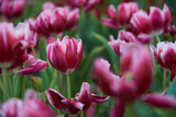 deep pink tulip flowers