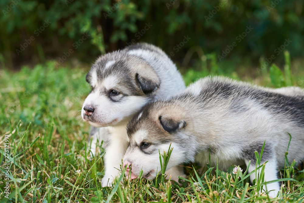 Little cute Malamute puppies lie on the grass