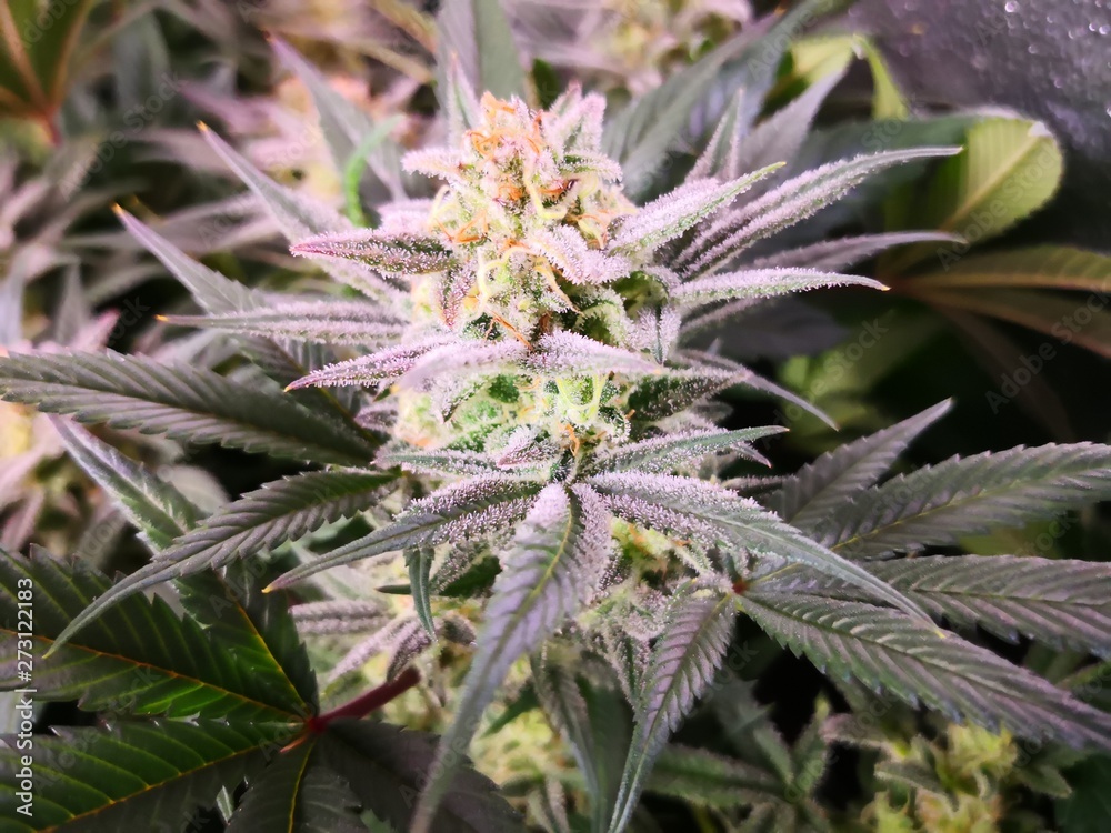 Cannabis Sativa Indica Grow Strain, THC CBD Weed Dope