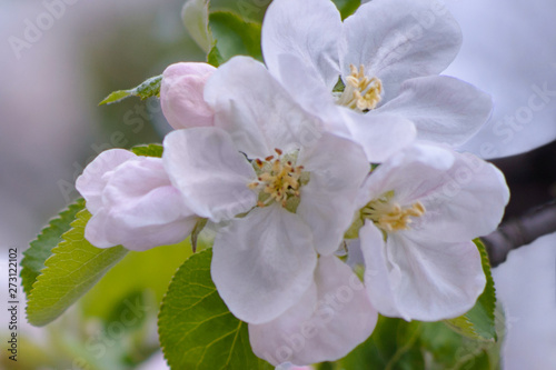 White and pink apple tree blossoms in sky background