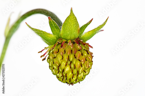 still green unripe berry of a woodland strawberry Fragaria vesca