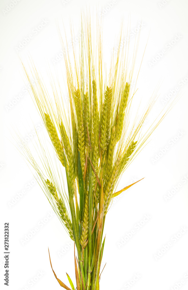 Green barley ears (fresh). Isolated on white background. Green barley ears (fresh). Isolated on white background.