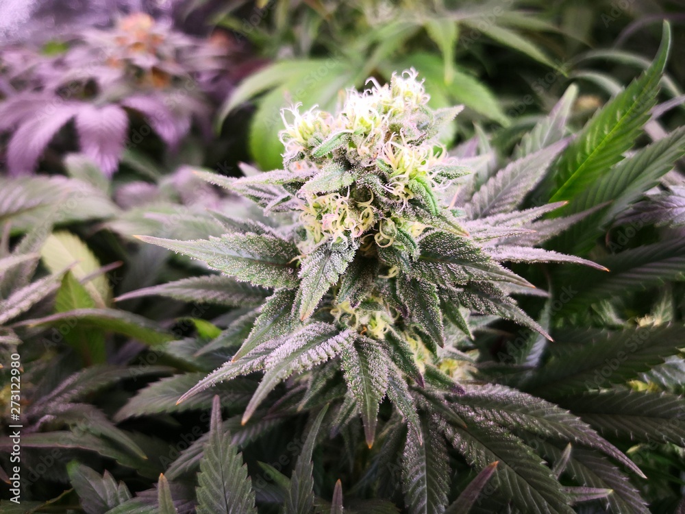 Cannabis Sativa Indica Grow Strain, THC CBD Weed Dope Cannabis Sativa Indica Grow Strain, THC CBD Weed Dope
