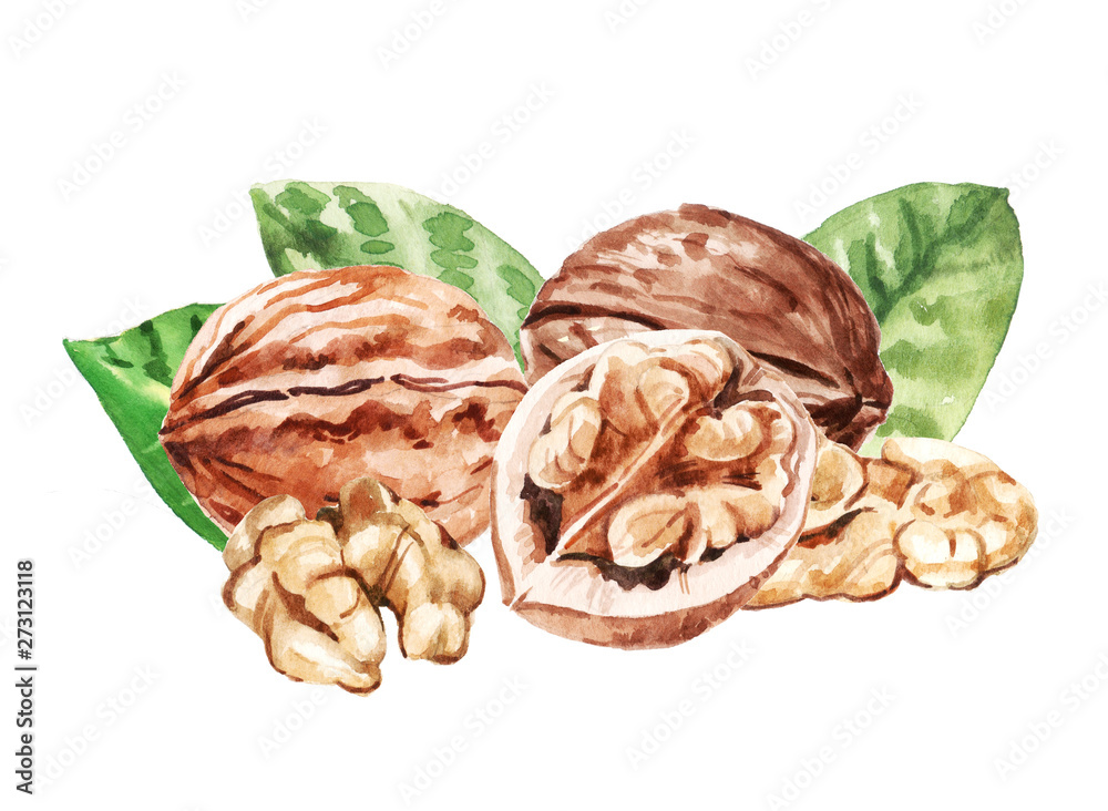 Watercolor hand painted walnuts and leaves illustration isolated on white background - obrazy, fototapety, plakaty 