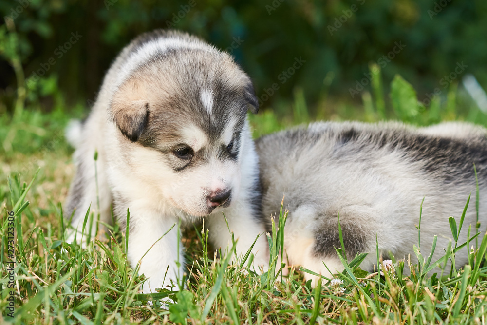 Cute plump puppy Malamute lying on the grass