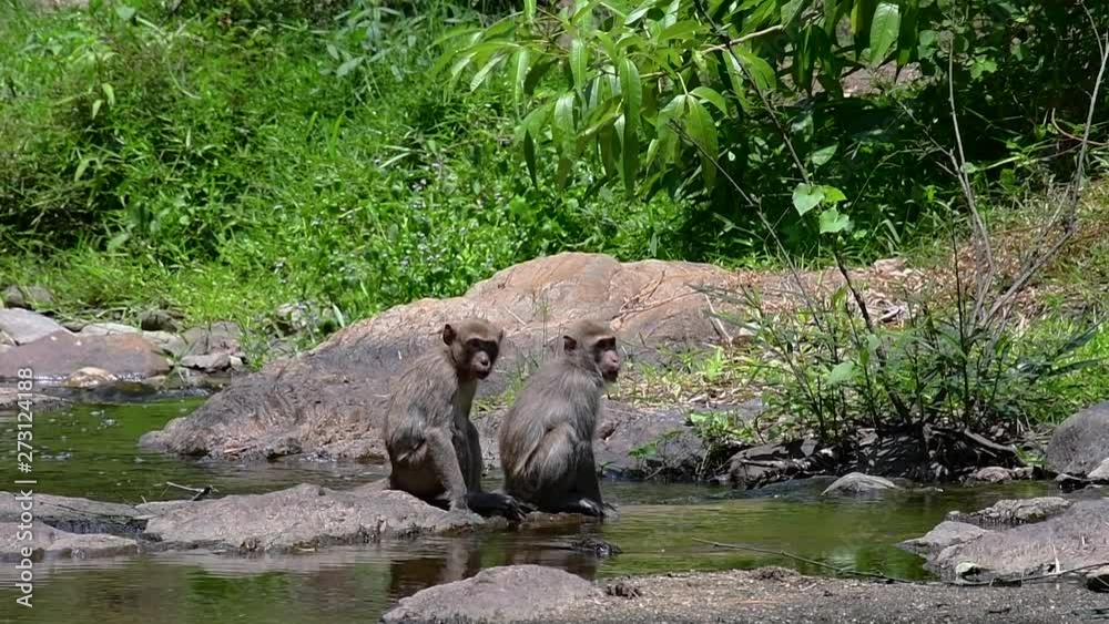 The Long-tailed Macaques are the easiest monkeys to find in Thailand as they are present at temple complexes, national parks, and even villages and cities; it is also called the Crab-eating Macaque. The Long-tailed Macaques are the easiest monkeys to find in Thailand as they are present at temple complexes, national parks, and even villages and cities; it is also called the Crab-eating Macaque.
