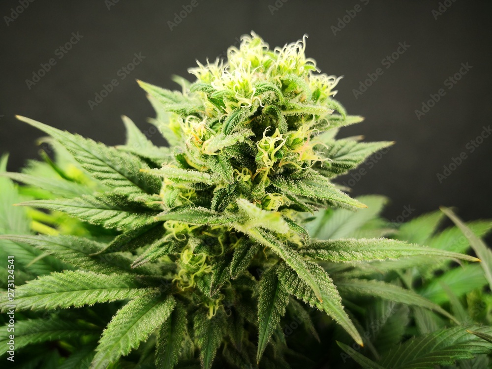 Cannabis Sativa Indica Grow Strain, THC CBD Weed Dope Cannabis Sativa Indica Grow Strain, THC CBD Weed Dope