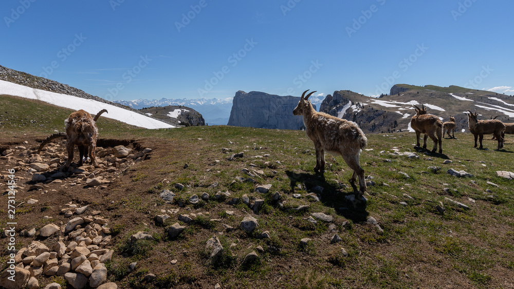 Naklejka premium Ibexes in a mountainous atmosphere in the Vercors in France