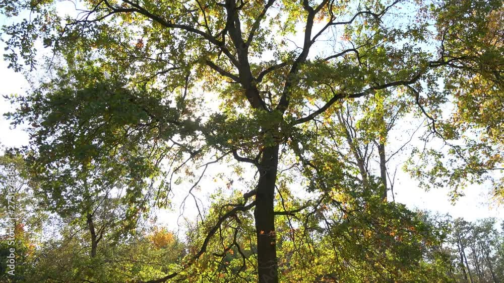 Sun shines through tree crowns - slider Sun shines through tree crowns - slider