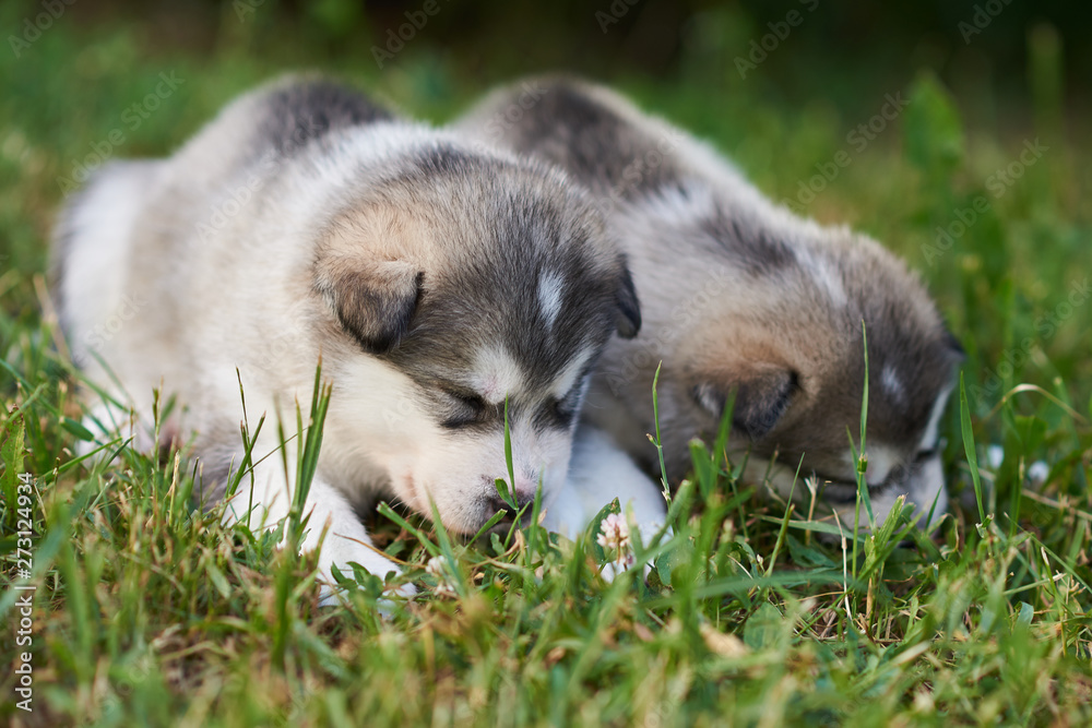 Cute Malamute puppies sleeping on the grass