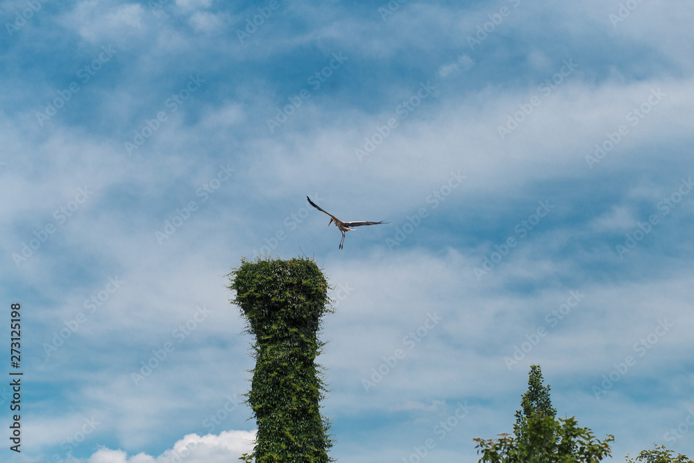 A stork flying to the nest A stork flying to the nest
