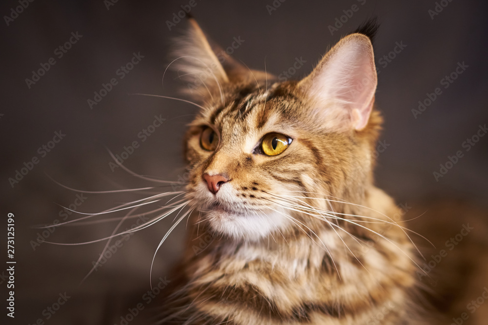 Portrait of a beautiful cat Maine Coon gray color