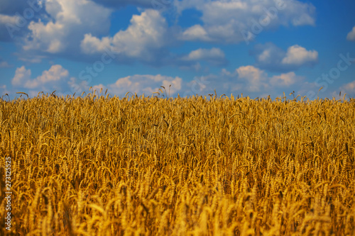 beautiful golden summer wheat field with cloudy sky  natural background