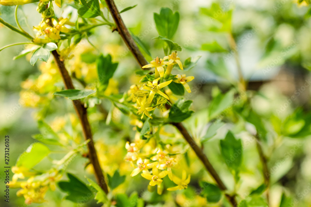 Blooming spring Forsythia tree nature over blue sky and sun.Spring. Garden. Greeting card template. Shallow depth.Spring blossom. Blooming spring Forsythia tree nature over blue sky and sun.Spring. Garden. Greeting card template. Shallow depth.Spring blossom.