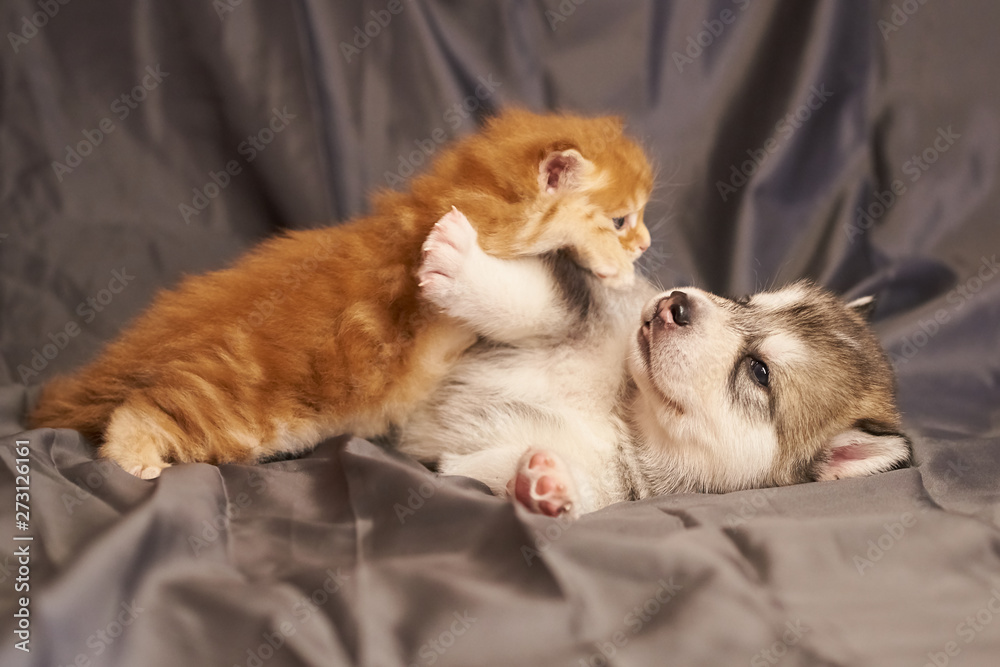 Little red kitten Maine Coon lies on a cute puppy Malamute, on a gray background
