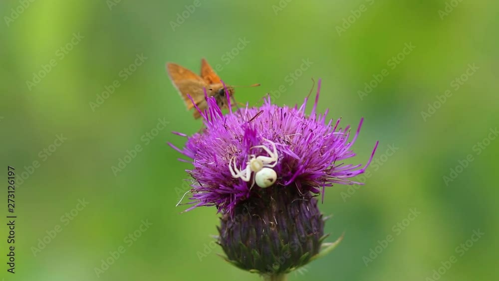The Crab Spider (Misumena vatia) is waiting for the victim on the Thistle (Cirsium) flower, the moth arrives, the spider tries to attack The Crab Spider (Misumena vatia) is waiting for the victim on the Thistle (Cirsium) flower, the moth arrives, the spider tries to attack