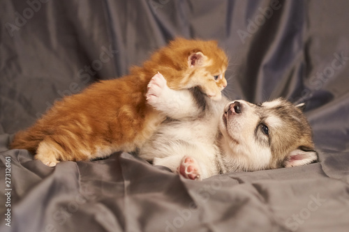 Little red kitten Maine Coon lies on a cute puppy Malamute  on a gray background