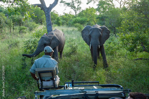 safari in Africa by jeep national park reserves and parks of south africa