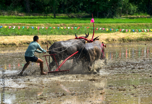 Movement of the buffalo is running in buffalo racing festival at Chonburi in Thailand.The sport event traditional activity held before rice planting season every year of Thailand