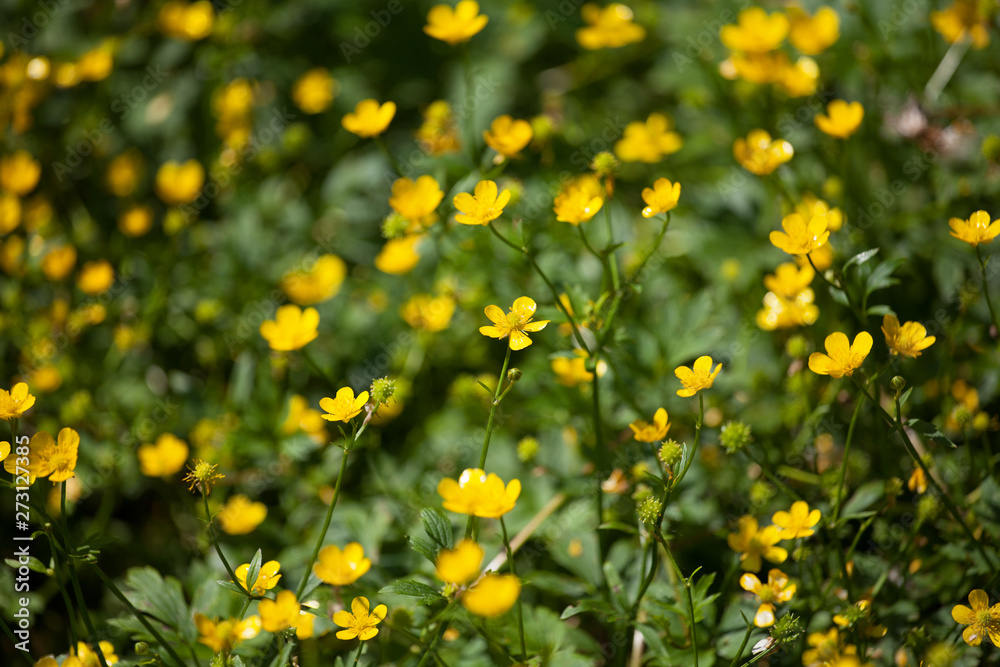 Yellow buttercup flowers on green sunny field blurred background close up, bright shiny spearworts flowers macro, beautiful ranunculus spring season floral meadow, summer blooming wildflowers lawn